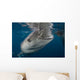 Large Whale Shark Coming to Surface Wall Decal