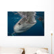 Large Whale Shark Coming to Surface Wall Decal
