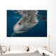 Large Whale Shark Coming to Surface Wall Decal