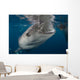 Large Whale Shark Coming to Surface Wall Decal