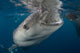 Large Whale Shark Coming to Surface Wall Decal