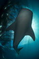 Whale Shark Swimming up Wall Decal