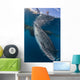 Whale Shark Swimming Life Side Wall Decal