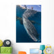 Whale Shark Swimming Life Side Wall Decal
