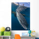 Whale Shark Swimming Life Side Wall Decal