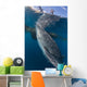 Whale Shark Swimming Life Side Wall Decal