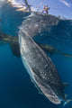 Whale Shark Swimming Life Side Wall Decal