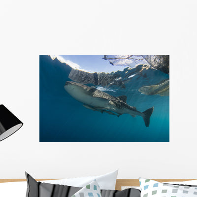 Whale Shark with Remora Horizontal Wall Decal shown on a wall