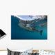 Whale Shark with Remora Horizontal Wall Decal