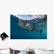 Whale Shark with Remora Horizontal Wall Decal