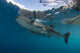 Whale Shark with Remora Horizontal Wall Decal