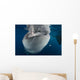 Large Whale Shark Coming Horizontal Wall Decal