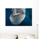 Large Whale Shark Coming Horizontal Wall Decal