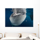 Large Whale Shark Coming Horizontal Wall Decal