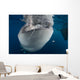 Large Whale Shark Coming Horizontal Wall Decal