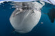 Close-up Whale Shark Breaching Jaw Wall Decal