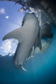 Whale Shark and Remora Wall Decal