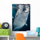 Large Whale Shark Coming Wall Decal