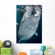 Large Whale Shark Coming Wall Decal