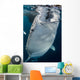 Large Whale Shark Coming Wall Decal