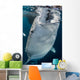 Large Whale Shark Coming Wall Decal