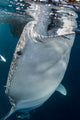 Large Whale Shark Coming Wall Decal