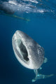 Whale Shark with Mouth Vertical Wall Decal
