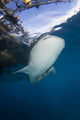 Whale Shark Swimming Vertical Wall Decal