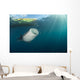 Whale Shark Coming up to Surface Wall Decal
