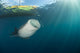 Whale Shark Coming up to Surface Wall Decal