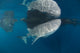 Whale Shark with Remora Wall Decal