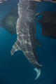 Whale Shark with Head Wall Decal
