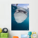 Close-up Whale Shark Breaching Front Wall Decal
