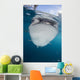 Close-up Whale Shark Breaching Front Wall Decal