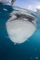 Close-up Whale Shark Breaching Front Wall Decal