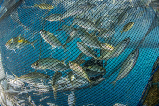 Fishing Net with Silvery Close-up Wall Decal