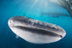 Whale Shark Swimming Horizontal Wall Decal