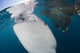 Close-up Whale Shark Breaching Left Wall Decal