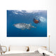 Snorkeler Swimming with Whale Wall Decal
