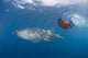 Snorkeler Swimming with Whale Wall Decal