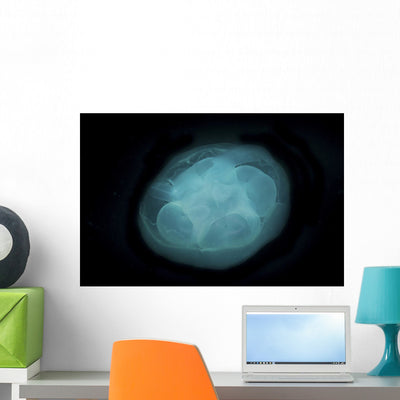 Bluish White Transluscent Jellyfish Wall Decal shown on a wall
