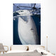 Close-up Whale Shark Breaching Vertical Wall Decal