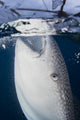 Close-up Whale Shark Breaching Vertical Wall Decal