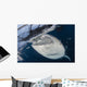 Close-up Whale Shark Breaching Wall Decal