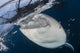 Close-up Whale Shark Breaching Wall Decal