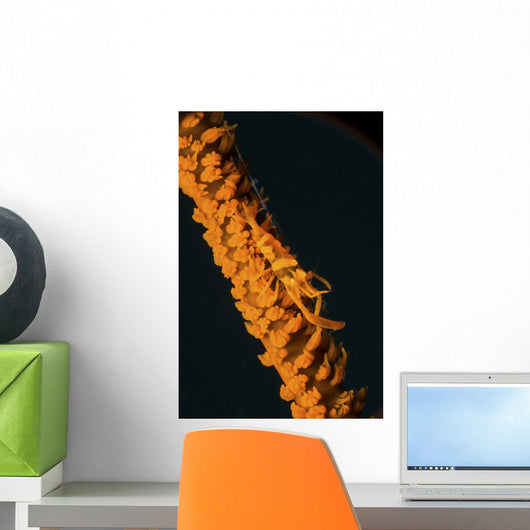 Orange Sea Whip Shrimp Wall Decal