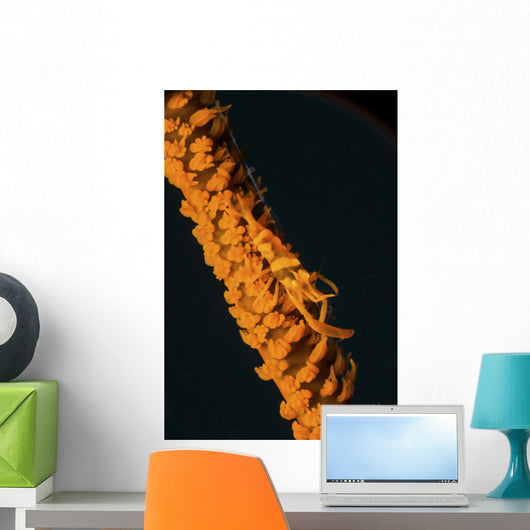 Orange Sea Whip Shrimp Wall Decal