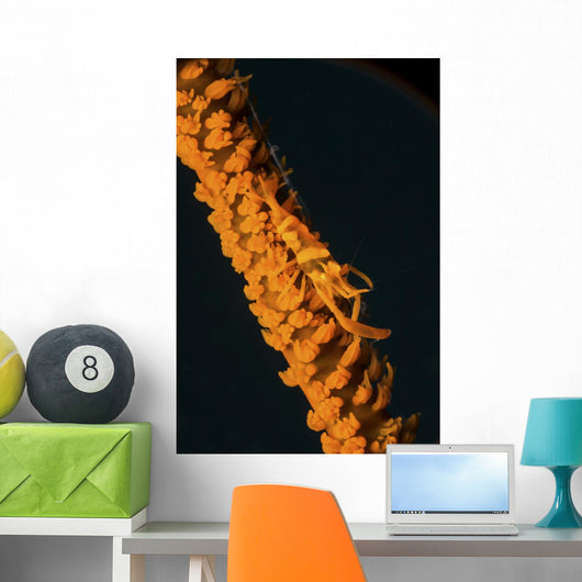 Orange Sea Whip Shrimp Wall Decal