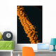 Orange Sea Whip Shrimp Wall Decal