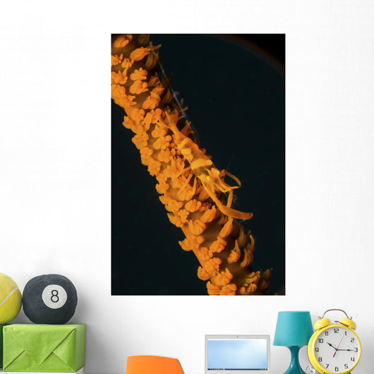 Orange Sea Whip Shrimp Wall Decal